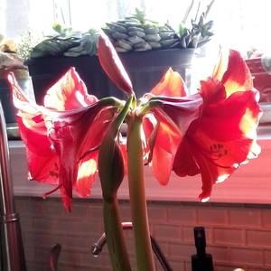 Meet your Posher, Colette